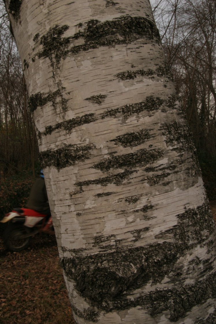 Betula pubescens / Betulla pubescente